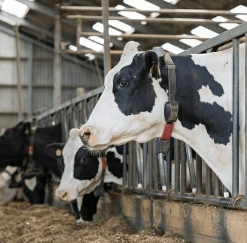 Bb cb b c b b e ab c