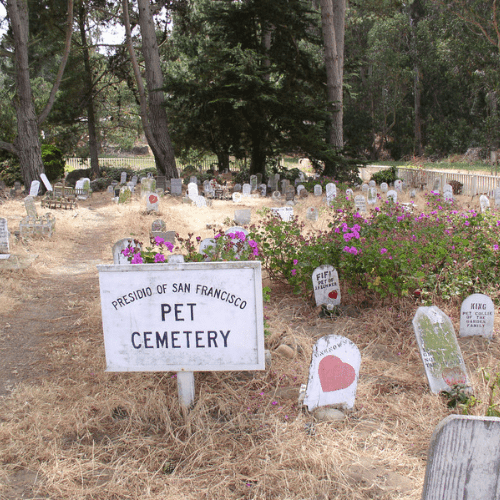 cementerio público de mascotas 