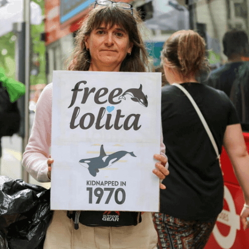 | La orca Lolita regresa a su hogar después de 50 años Lolita